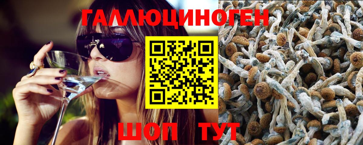 Галлюциногенные грибы Psilocybine cubensis Кашира